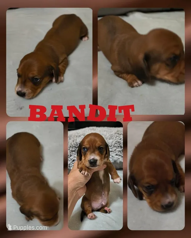 Bandit – Miniature Dachshund puppy for sale in Yale, OK