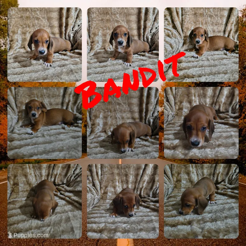 Bandit – Miniature Dachshund puppy for sale in Yale, OK