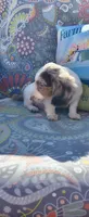 Miso, a male Miniature Dachshund for sale in Yale, OK – 8 of 8