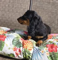 Noodles, a male Miniature Dachshund for sale in Yale, OK – 9 of 10