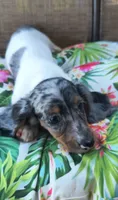 Decker , a male Miniature Dachshund for sale in Yale, OK – 5 of 10