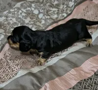 Kia, a female Miniature Dachshund for sale in Yale, OK – 6 of 8