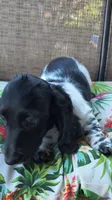 Boomer , a male Miniature Dachshund for sale in Yale, OK – 4 of 8
