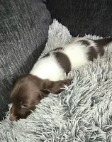 Bruno , a male Miniature Dachshund for sale in Yale, OK – 6 of 9