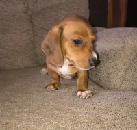 Bandit, a male Miniature Dachshund for sale in Yale, OK – 8 of 9