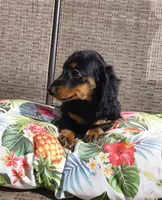 Noodles, a male Miniature Dachshund for sale in Yale, OK – 10 of 10