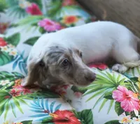 Misty, a female Miniature Dachshund for sale in Yale, OK – 7 of 10