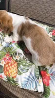 Tofu , a male Miniature Dachshund for sale in Yale, OK – 6 of 10
