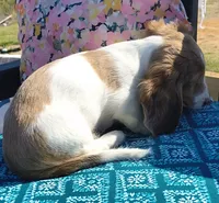 Tofu , a male Miniature Dachshund for sale in Yale, OK – 2 of 10