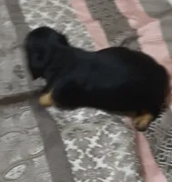 Kenji, a male Miniature Dachshund for sale in Yale, OK – 3 of 6