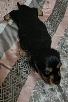 Jules, a female Miniature Dachshund for sale in Yale, OK – 5 of 8