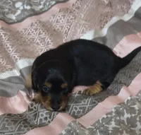 Ren, a male Miniature Dachshund for sale in Yale, OK – 2 of 8