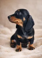 Sparrow , a female Dachshund for sale in Yale, OK – Photo 3 of 4