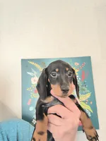 Sparrow , a female Dachshund for sale in Yale, OK – Photo 4 of 4