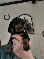 Sparrow , a female Dachshund for sale in Yale, OK – Photo 2 of 4