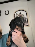 Sparrow , a female Dachshund for sale in Yale, OK – Photo 1 of 4