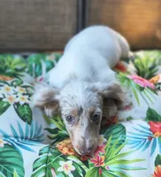 Misty, a female Miniature Dachshund for sale in Yale, OK – 6 of 10