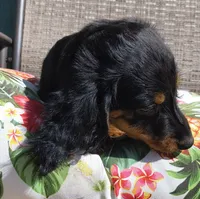 Noodles, a male Miniature Dachshund for sale in Yale, OK – 2 of 10