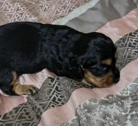 Jules, a female Miniature Dachshund for sale in Yale, OK – 2 of 8