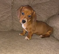Bandit, a male Miniature Dachshund for sale in Yale, OK – 4 of 9