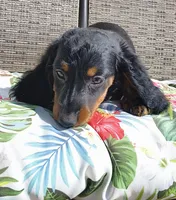 Noodles, a male Miniature Dachshund for sale in Yale, OK – 4 of 10