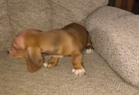 Bandit, a male Miniature Dachshund for sale in Yale, OK – 6 of 9