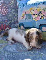 Miso, a male Miniature Dachshund for sale in Yale, OK – 5 of 8
