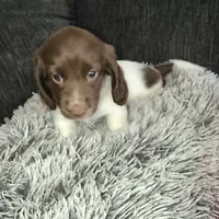 Bruno , a male Miniature Dachshund for sale in Yale, OK – 2 of 9