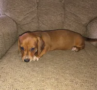 Bandit, a male Miniature Dachshund for sale in Yale, OK – 7 of 9