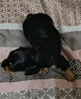 Suki, a female Miniature Dachshund for sale in Yale, OK – 4 of 6
