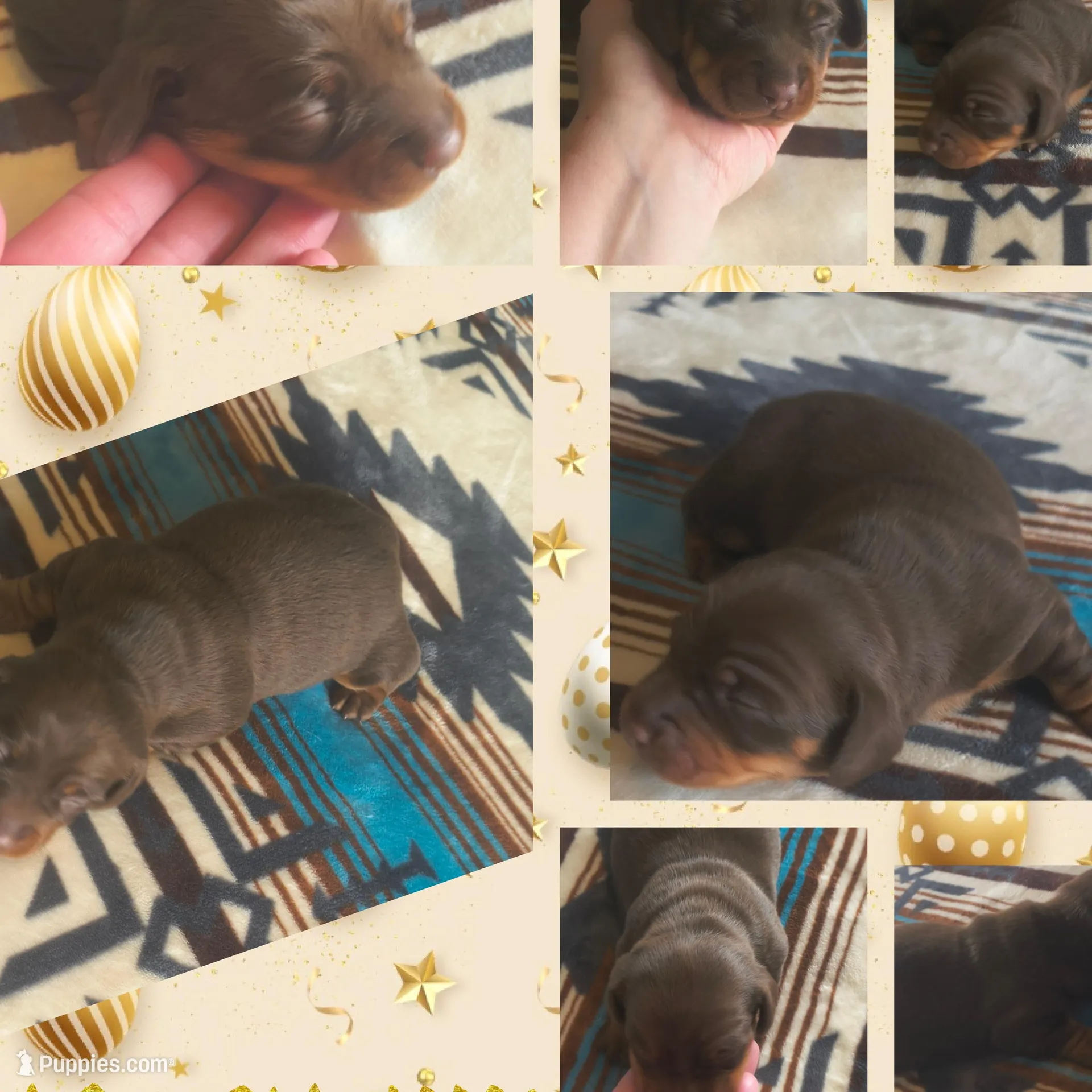 Chunk, a male Dachshund for sale in Yale, OK – Photo 3 of 3