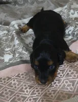 Ren, a male Miniature Dachshund for sale in Yale, OK – 6 of 8