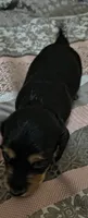 Kia, a female Miniature Dachshund for sale in Yale, OK – 7 of 8