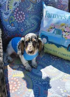 Decker , a male Miniature Dachshund for sale in Yale, OK – 10 of 10