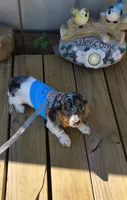 Decker , a male Miniature Dachshund for sale in Yale, OK – 8 of 10