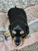 Kenji, a male Miniature Dachshund for sale in Yale, OK – 6 of 6