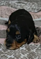 Suki, a female Miniature Dachshund for sale in Yale, OK – 3 of 6