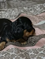 Suki, a female Miniature Dachshund for sale in Yale, OK – 6 of 6