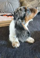 Decker , a male Miniature Dachshund for sale in Yale, OK – 7 of 10
