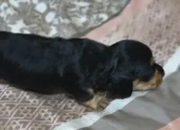 Kia, a female Miniature Dachshund for sale in Yale, OK – 2 of 8