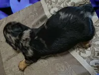 Lotus, a female Miniature Dachshund for sale in Yale, OK – 2 of 7