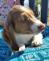 Tofu , a male Miniature Dachshund for sale in Yale, OK – 8 of 10