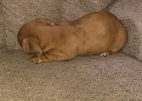 Balto, a male Miniature Dachshund for sale in Yale, OK – 5 of 10