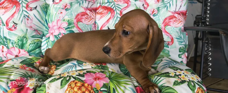 Bandit – Miniature Dachshund puppy for sale in Yale, OK