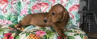 Bandit, a male Miniature Dachshund for sale in Yale, OK – 1 of 6