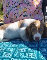 Tofu , a male Miniature Dachshund for sale in Yale, OK – 3 of 10
