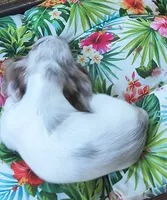Misty, a female Miniature Dachshund for sale in Yale, OK – 3 of 10
