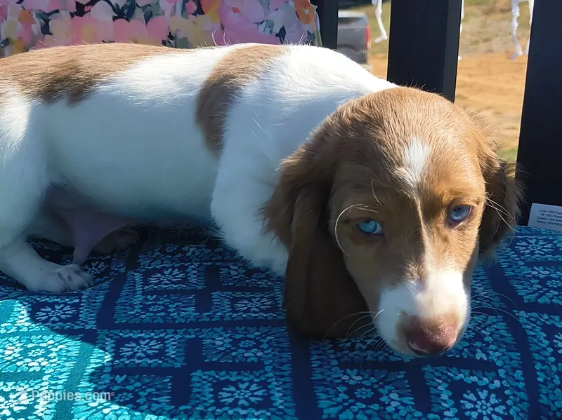 Tofu  – Miniature Dachshund puppy for sale in Yale, OK