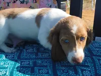 Tofu , a male Miniature Dachshund for sale in Yale, OK – 1 of 10