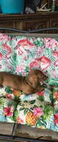 Bandit, a male Miniature Dachshund for sale in Yale, OK – 6 of 6